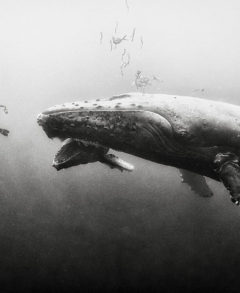 photograph by Anuar Patjane of Diver with blue whale mother and calf