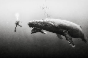 photograph by Anuar Patjane of Diver with blue whale mother and calf