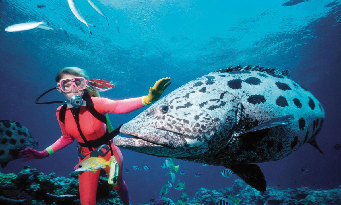 A woman underwater in diving gear. Her hand is outreached to touch a very large fish.