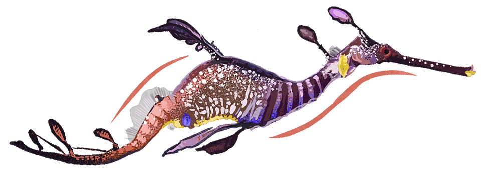 Illustration by Brittany Norris of a weedy seadragon