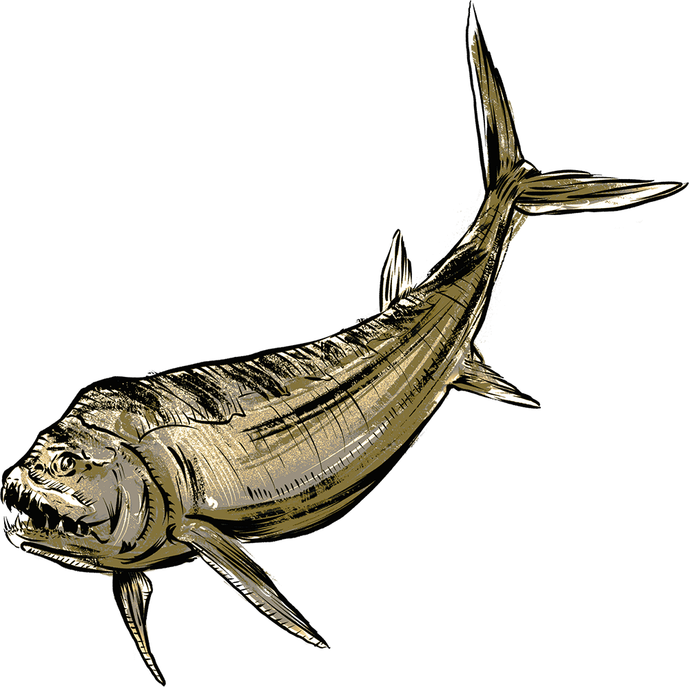 Bulldog fish or xiphactinus illustrated by Zack Causey as part of the Sea Monster of the Midwest for Whalebone Magazine