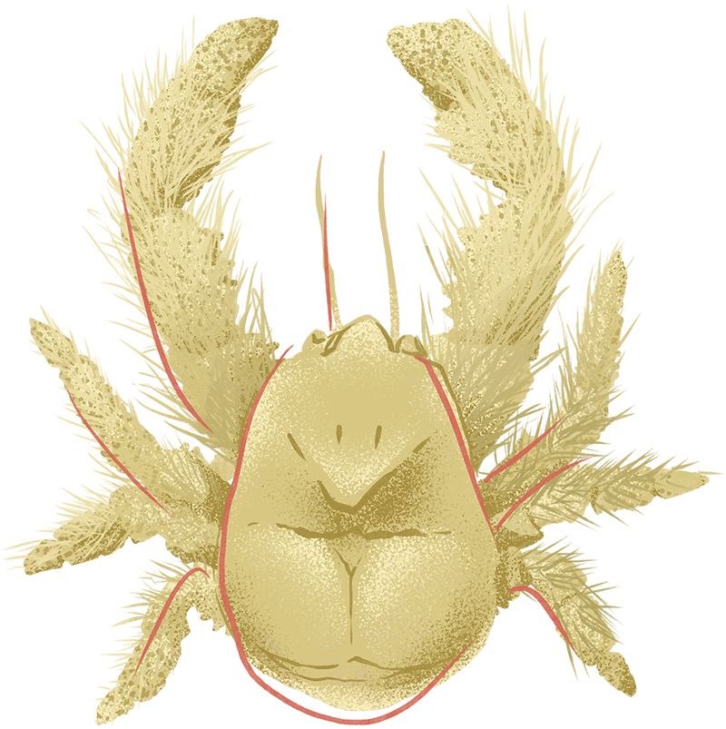 Illustration by Brittany Norris of a yeti crab
