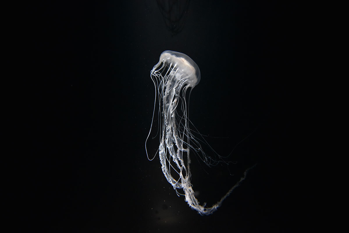Jellyfish floating in dark water