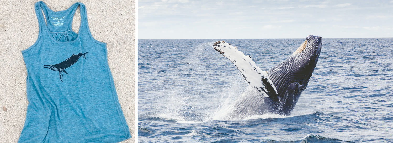 Cinder + Salt eco friendly ocean designs and clothing featuring a humpback whale