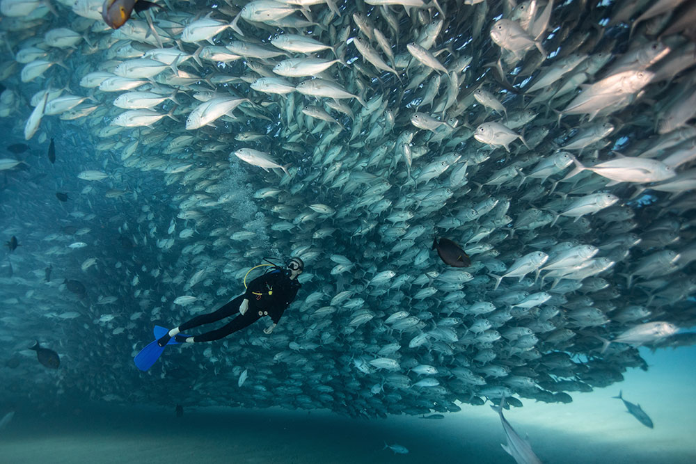Alecandra Cousteau diving with school of fish