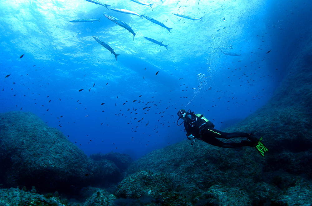 A diver below the ocean on reef with baracuda swimming overhead. More fish swim in the background.