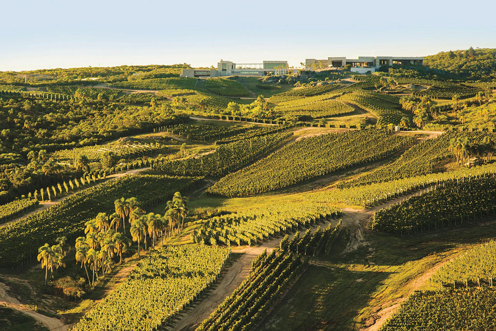 Uruguay Vineyard