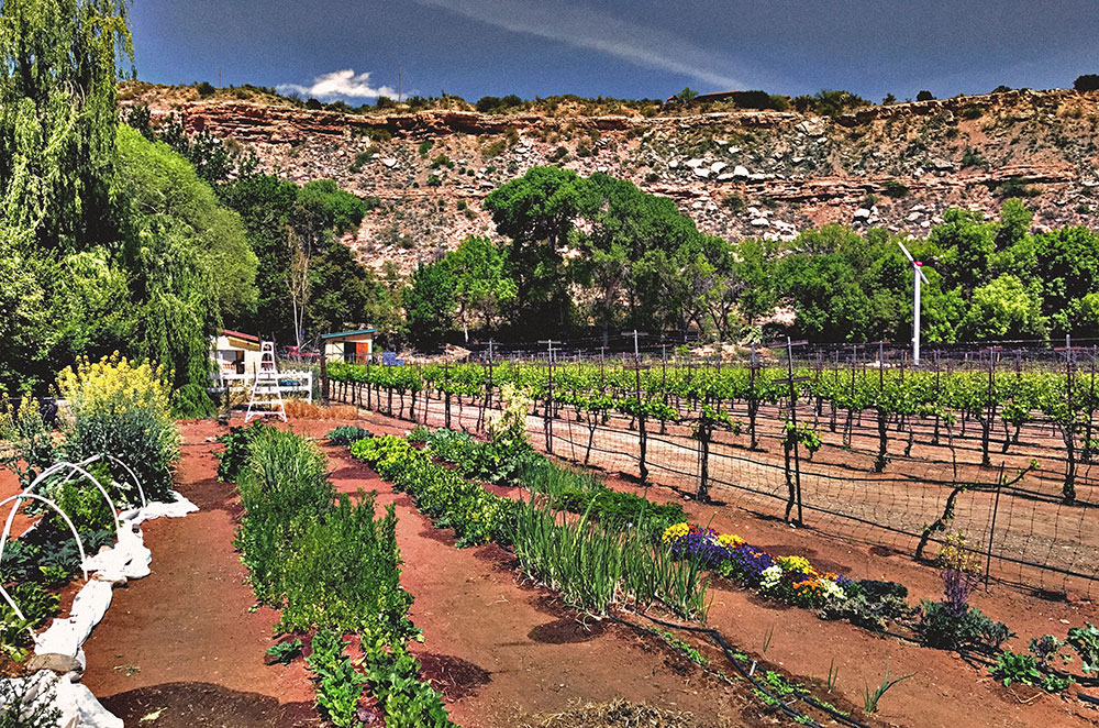 Arizona vineyard growing in red clay and pictured against high rocky hills.