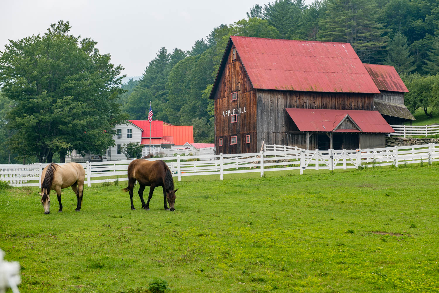 Horses at Apple Hill Farm in Rochester, VT taken by Accidentally Wes Anderson