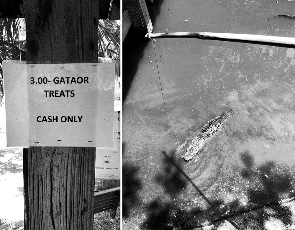 Black and white photo collage taken by Gunner Hughes of gator treats for $3 sign and small alligator in the water