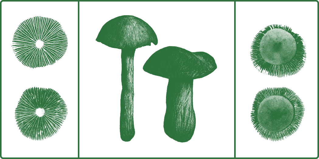 Images of mushrooms by Paul Stamets in green for Psilocybin on the Psyche