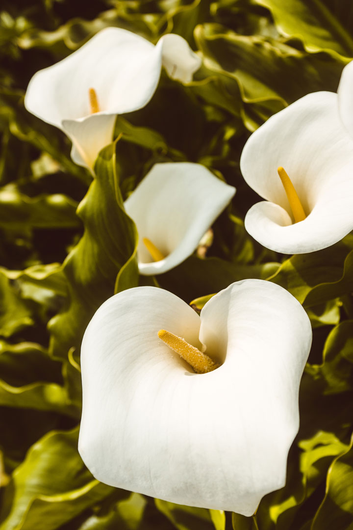 Close up photograph of white lilies