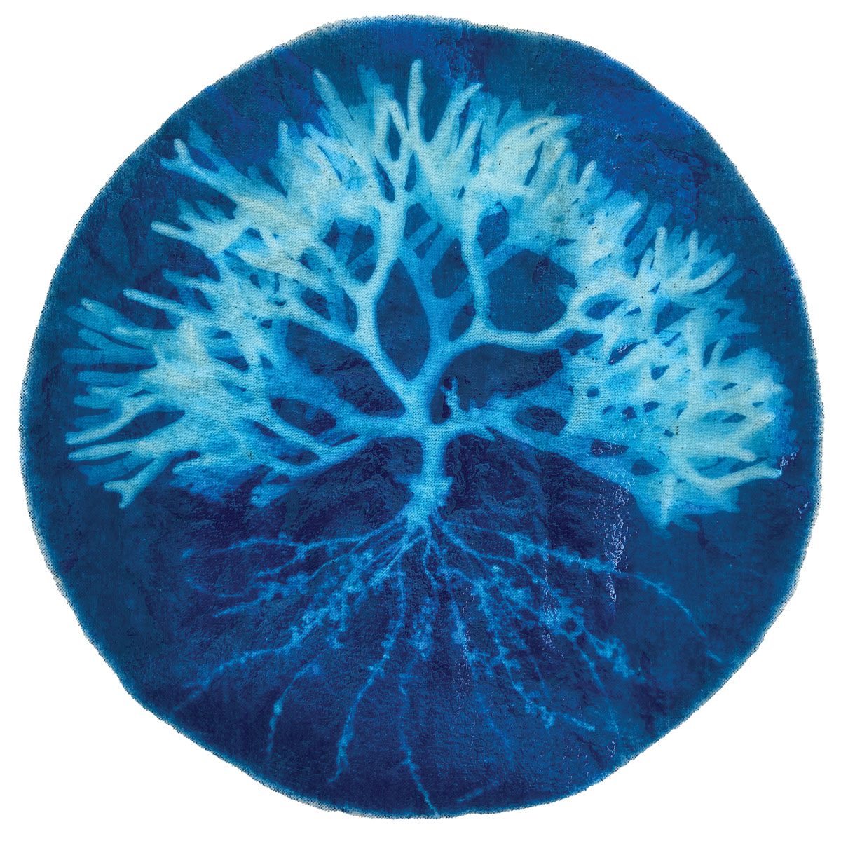 Circular cyanotype print of a plant and all it's roots