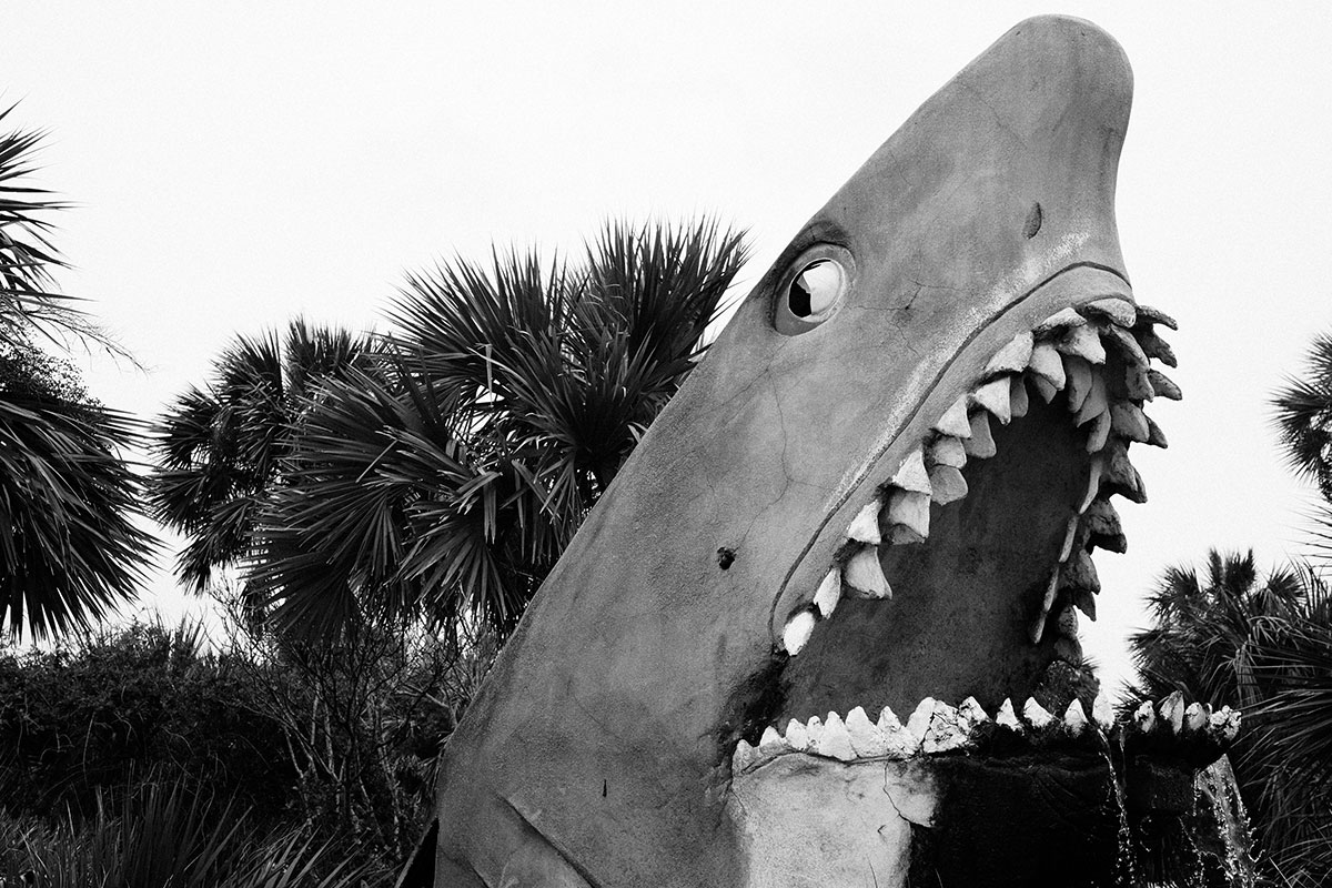 prosthetic shark statue
