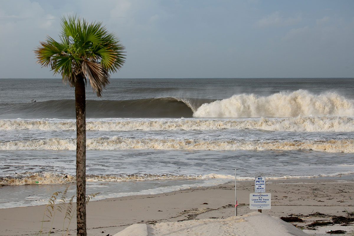 curling wave on beach with palm tree