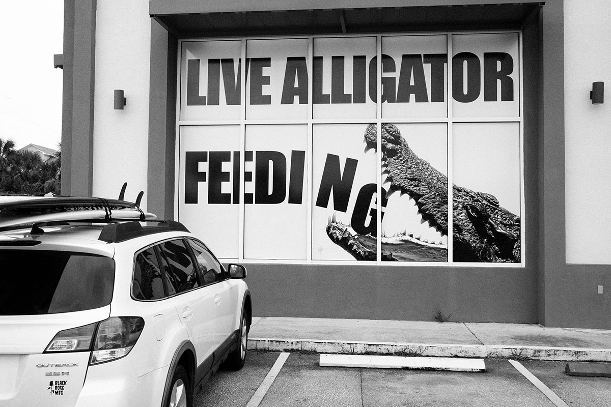 Live alligator feeding storefront sign