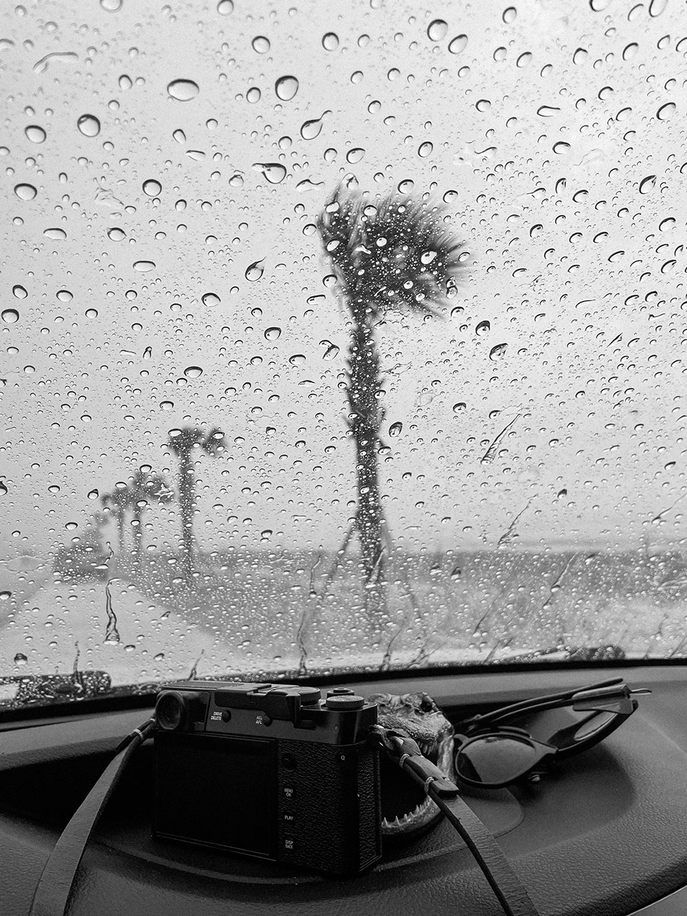 stormy palm tree and dashboard through windshield