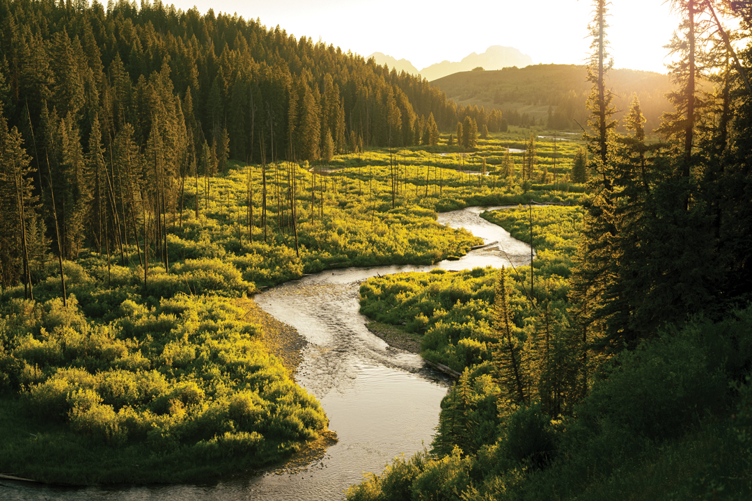Landscape photo of Grand Teton National Park. Tall trees line the edges of the image transforming into mountains and a winding stream runs through the middle of bright green brush.