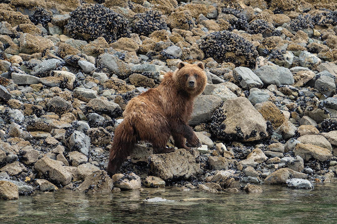 A brown bear emerges from a body of water and is climbing onto a pile of rocks as it looks behind him directly into the camera for the photo.