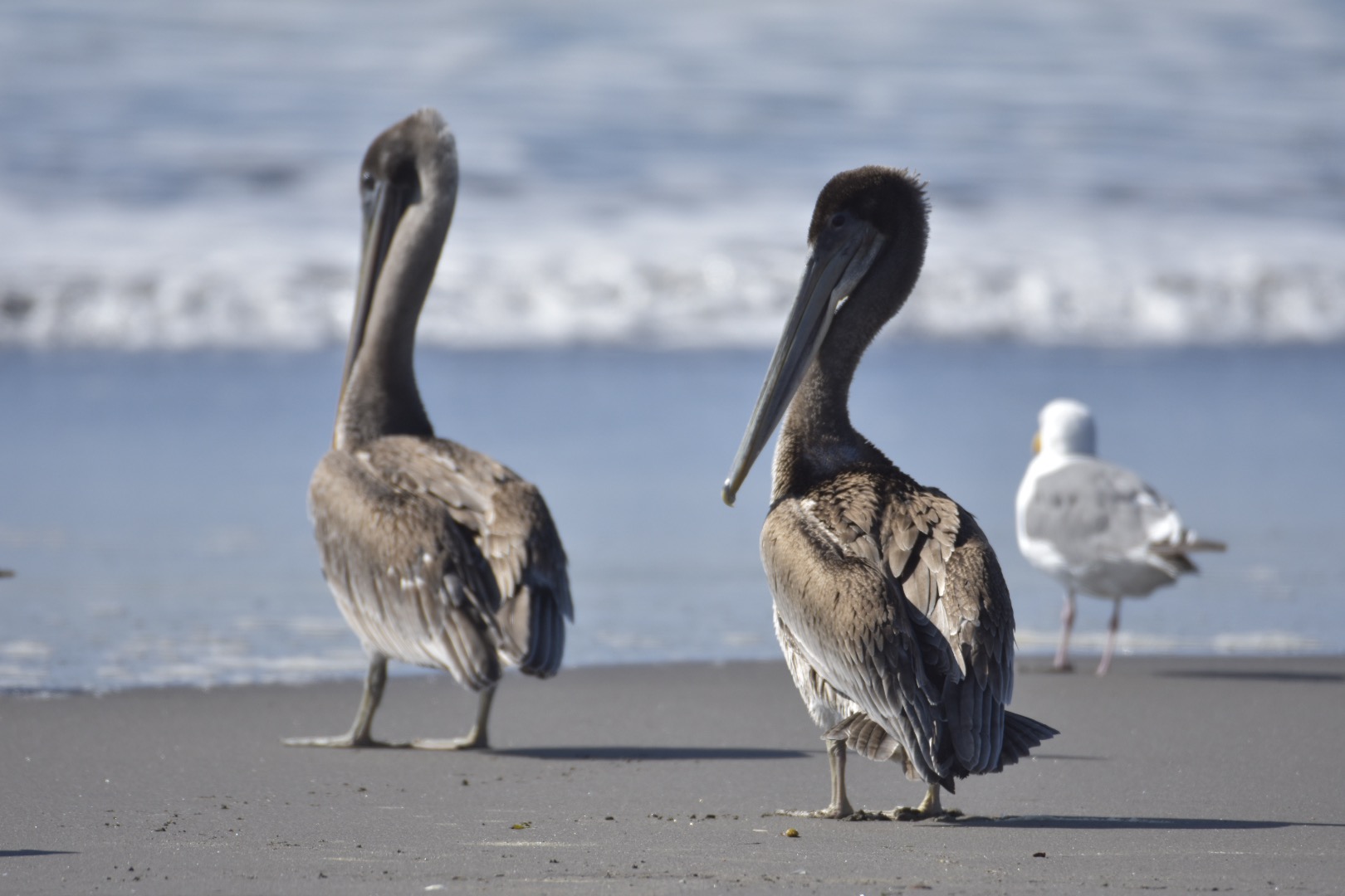 ocean blue project photo. pelicans on the beach with a seagull in the background