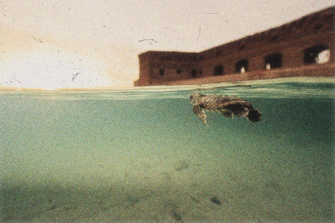 A baby sea turtle swimming in the ocean, half in and half out of the water. We can see the shallow ocean floor under the water's surface as well as a long building above the surface.