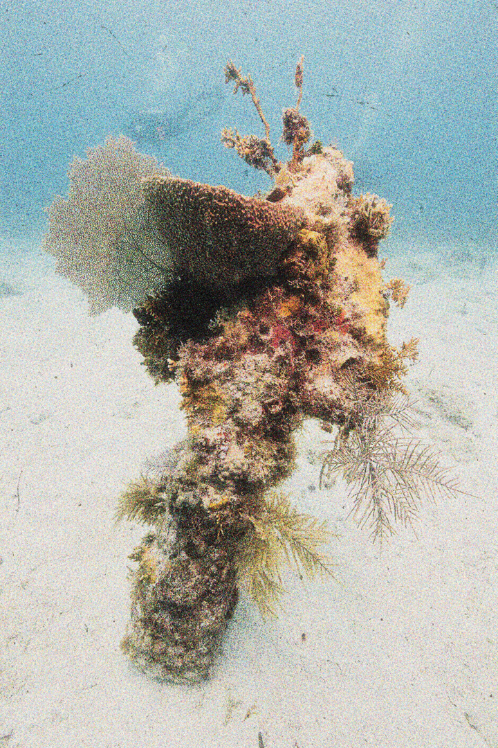 Piece of large coral in the ocean. It's covered in plants, sand, and other buildups. In the background there is a scuba diver swimming around.