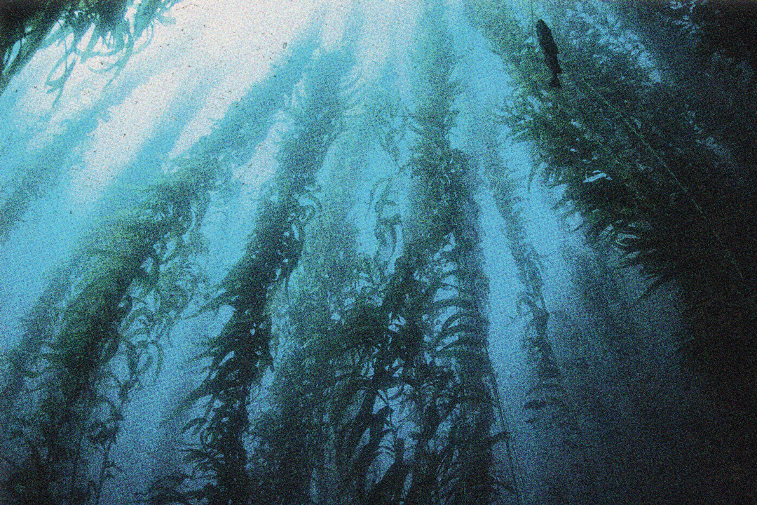 Long tangles of seaweed underwater reaching upwards towards the surface of the ocean.