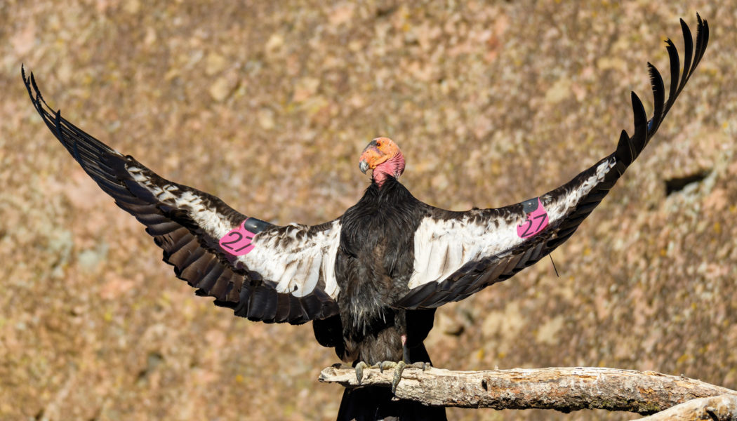 Condor bird perched on a short tree branch with it's wings outstretched. It has the number 27 written on a pink slip that's been attached to its wings.
