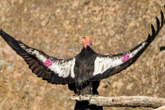 Condor bird perched on a short tree branch with it's wings outstretched. It has the number 27 written on a pink slip that's been attached to its wings.