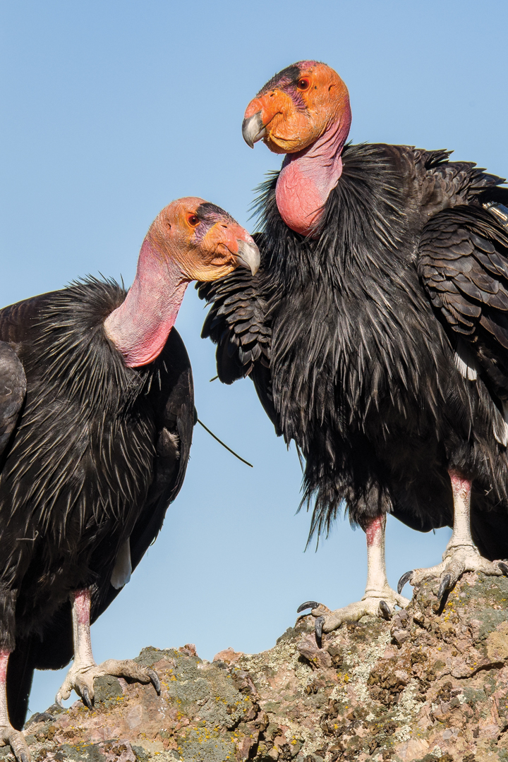 Two Condors perched on rocks together. Their bodies are covered in a huge amount of black feathers and their faces are large and red.