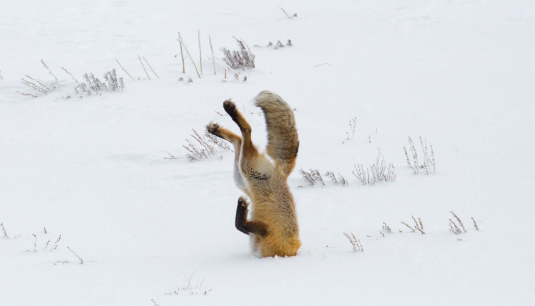 red fox with its head stuck in the snow and tail in the air
