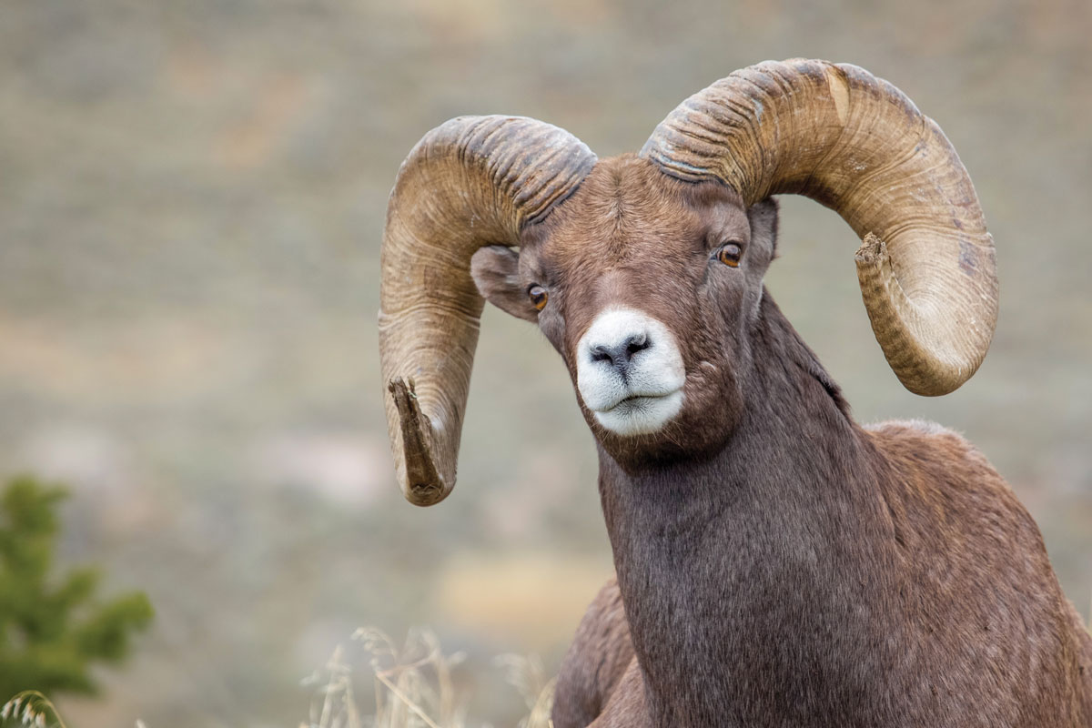ram with big horns looking at the camera.