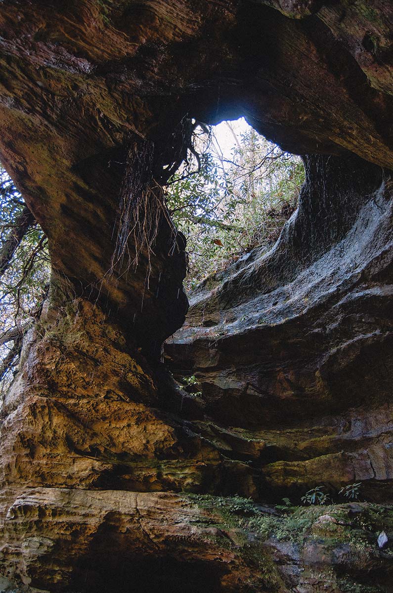 The Hopewell Arch in the in the Daniel Boone National Forest rests in fading afternoon light. Water and roots fall from the arch opening and most covers the rock walls. 