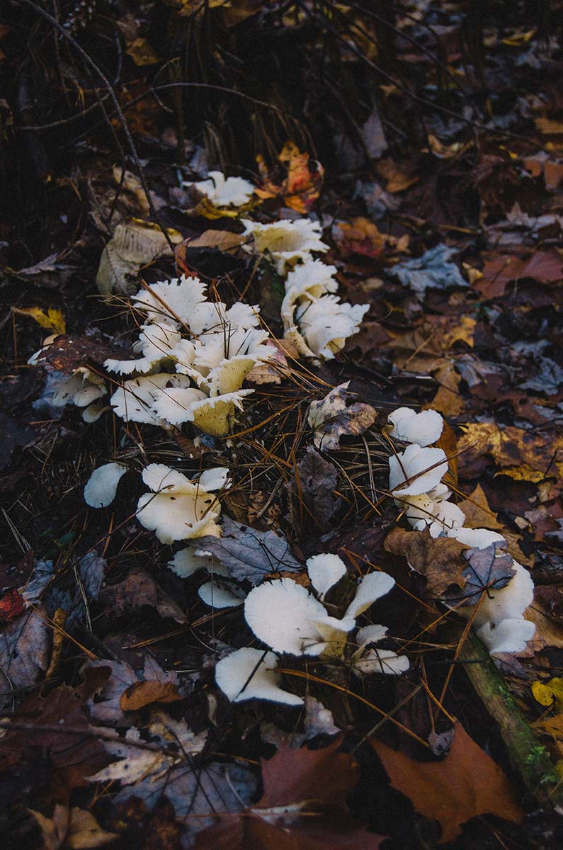 Wild white mushrooms spring up from leaf covered wet ground in the in the Daniel Boone National Forest 