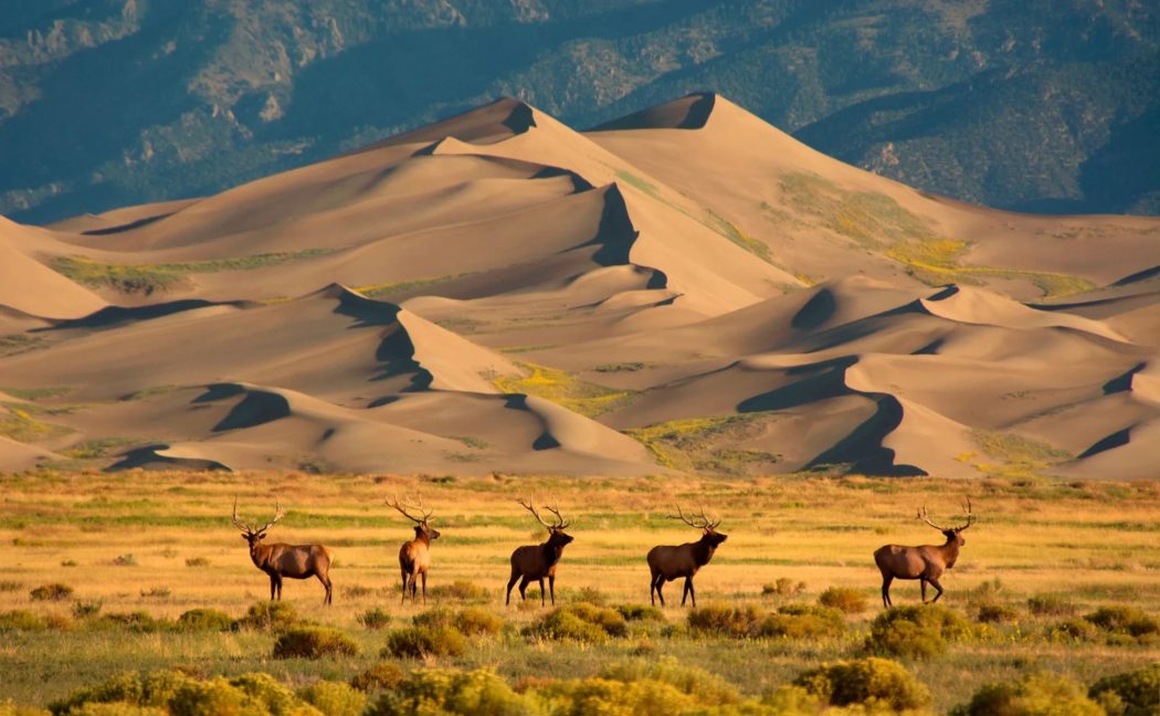 national park elk