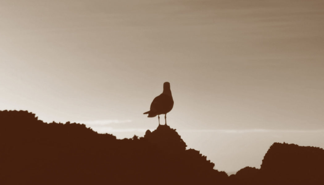 A seagull stands on a rock formation against a clear sky. The photo has been edited so that you only see the solid shapes of the seagull and the rocks.