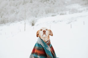close up feature image of a yellow Labrador retriever dog sitting down in a snow covered field with its ears back and eyes close. The dog is facing the camera straight on and is wrapped in a large wooly blanket with bright orange and turquoise stripe patterns.