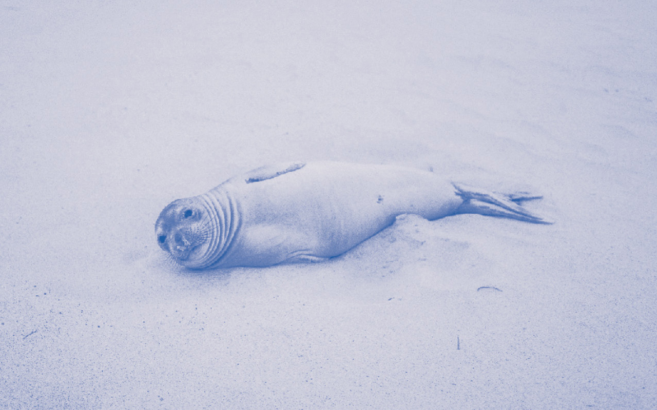 Photo with a light indigo blue filter of a seal lounging on its side on a sandy beach, looking at the camera with its flippers by its side. 