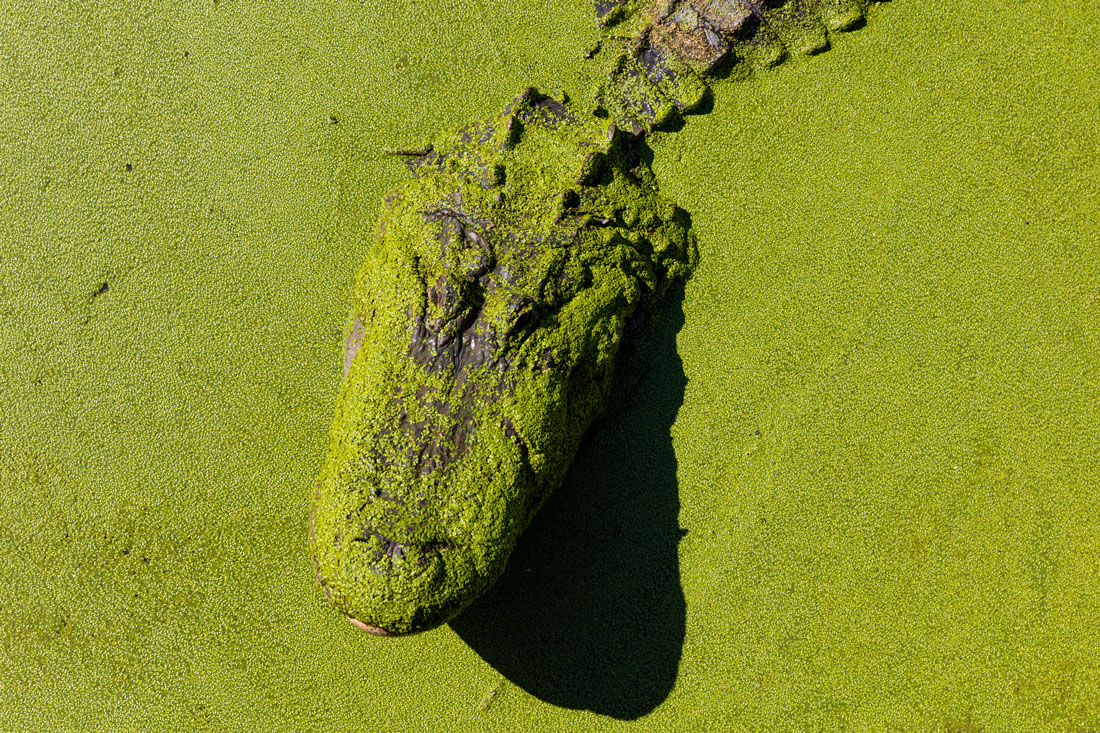 A close-up aerial photo of the head of an alligator emerging from the water.The water and the alligator's head are completely covered in bright green moss so that the alligator looks like an imprint in the water.