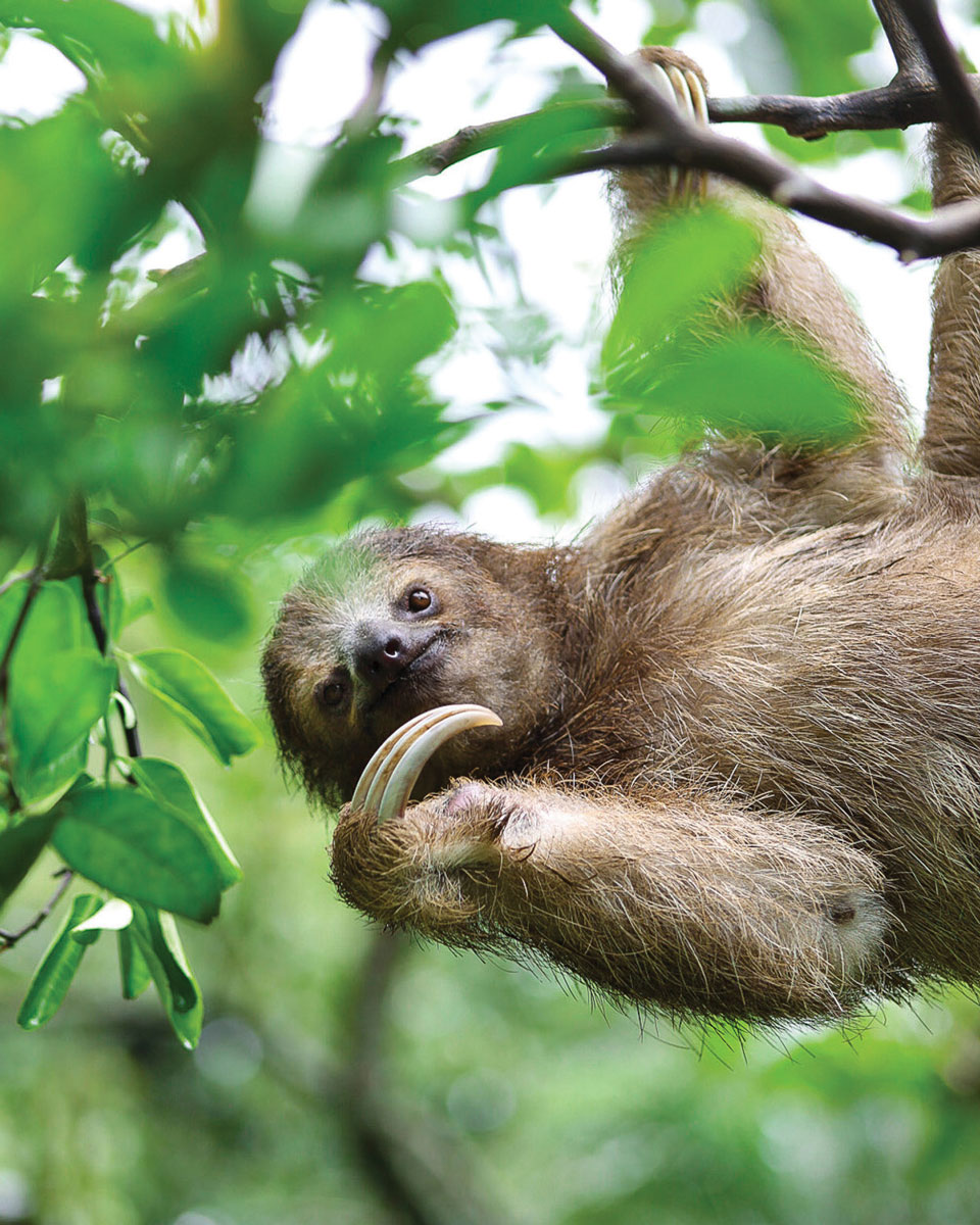 Sloth hanging on a branch.