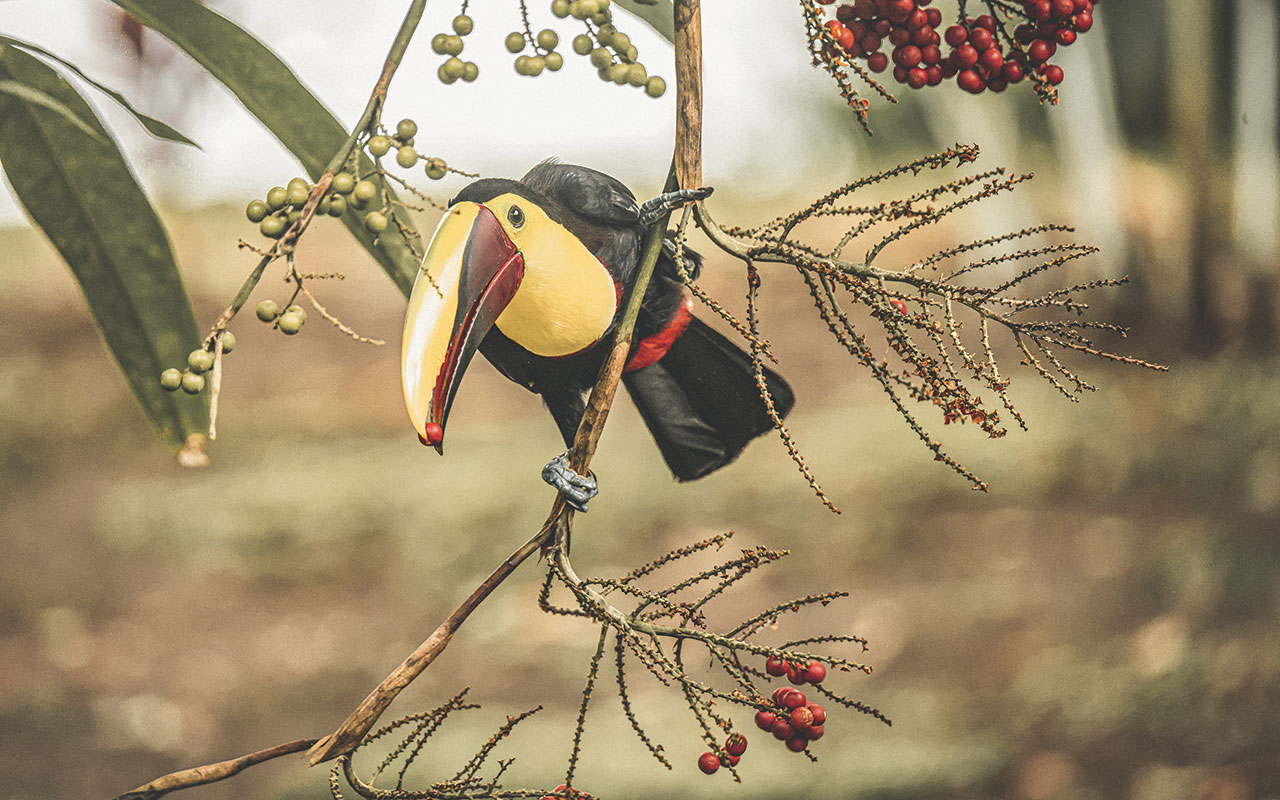 Photo of a yellow, red and black toucan gripping a small hanging tree branch with its talons. The tree branch is covered sparsely in dark red and light green clusters of berries. Light green and brown foliage is blurred in the background of the photo. 