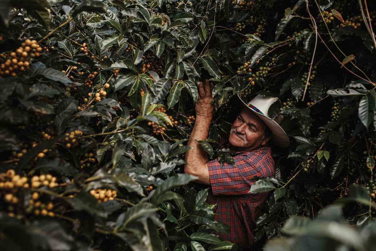 Man in cowboy hat surrounded by greenery in thick jungle.