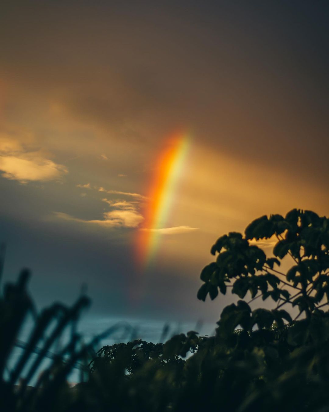 Belén Rodríguez shot of a rainbow over the ocean with tropical plants.