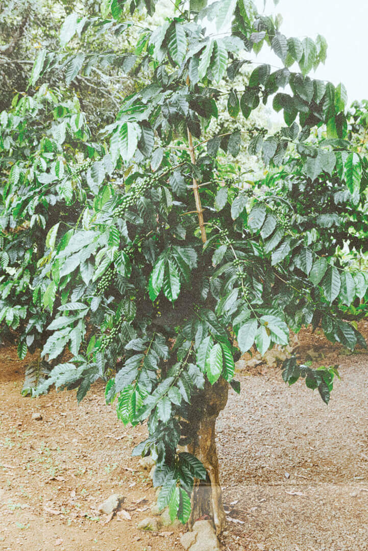 Single coffee tree that is full of leaves. It's planted in a tan colored dirt and there are many other trees growing behind it.