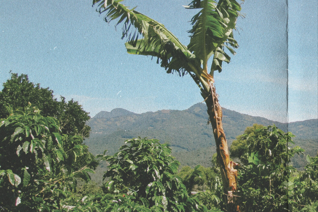 Landscape image of a lush Costa Rican jungle. There is a large coffee plant spread along the bottom and there is a tall banana tree that reaches towards the top of the page. In the background is a large mountain range. The image has an effect over it that makes it look like its on a sheet of folded paper.