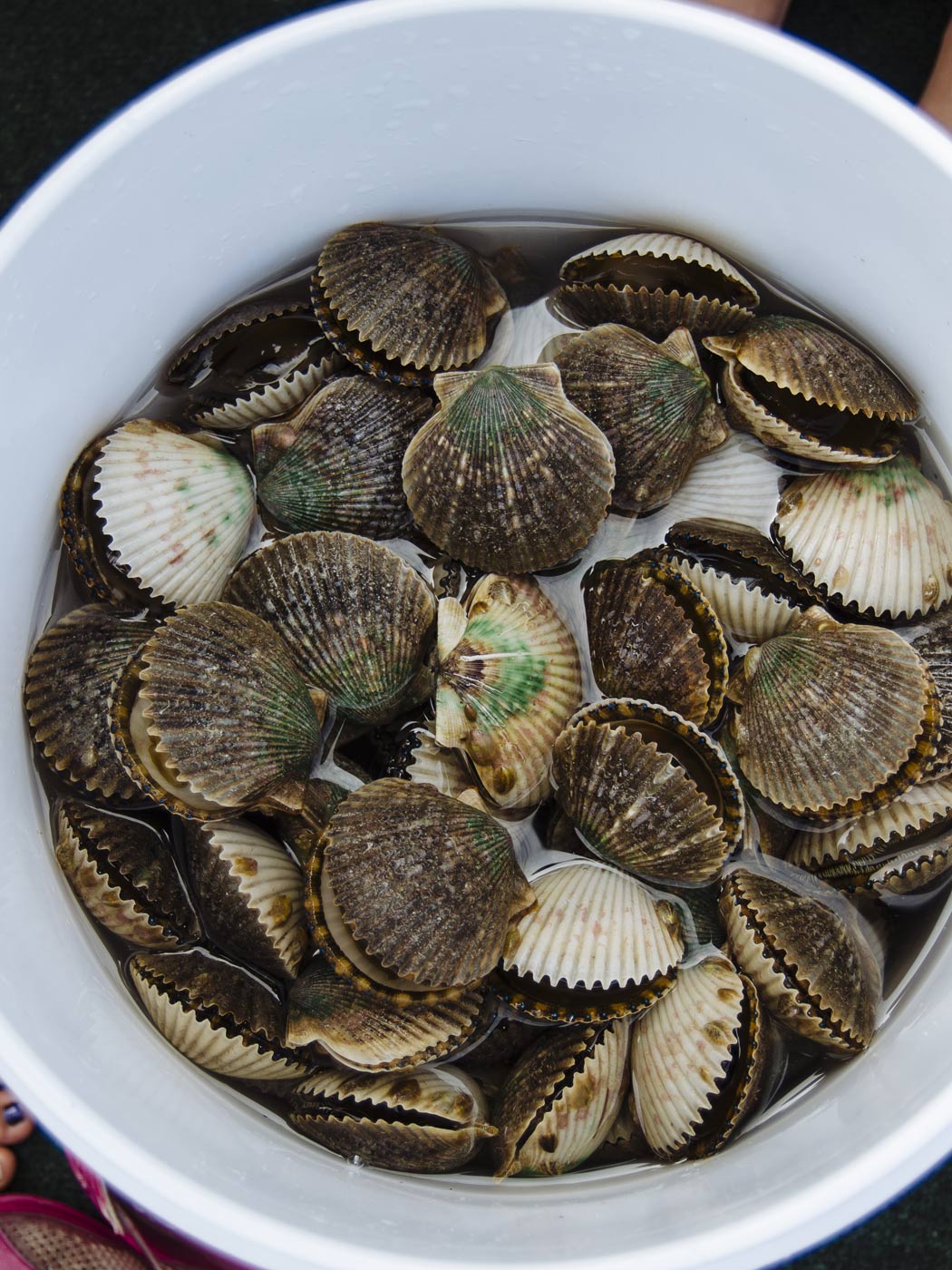 A day along the Gulf Coast with Rabbit Hole. The camera looks down into a white bucket full of scallops. 