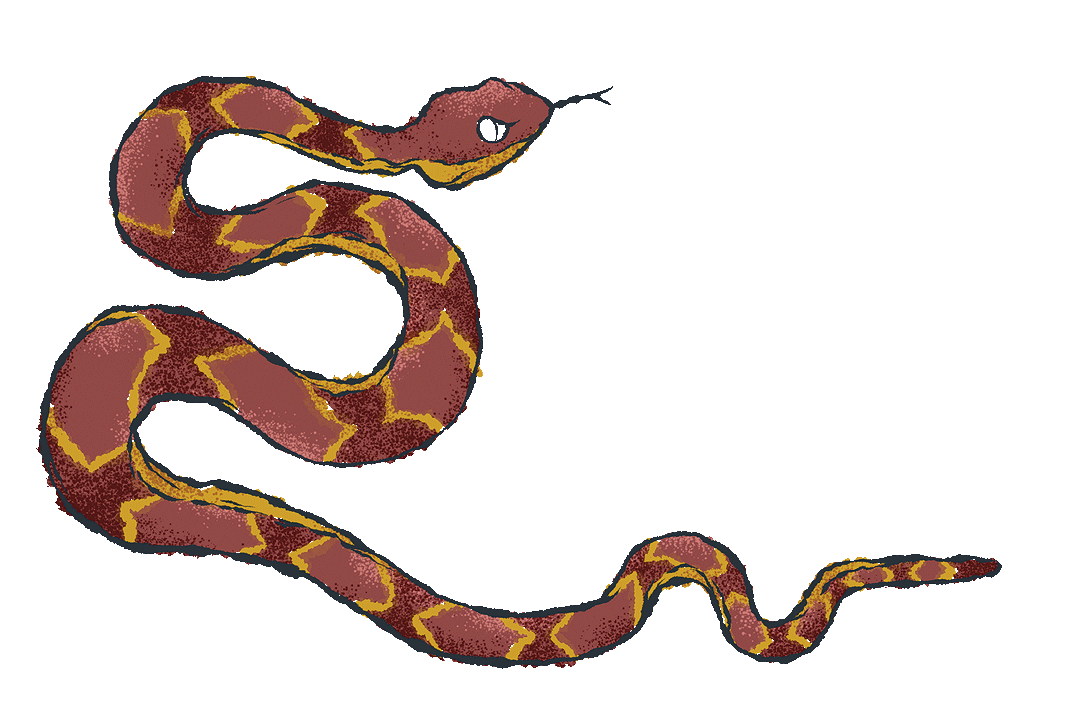 Illustration of a burgundy Fer-de-lance snake in an s-shape. It has a red and gold diamond pattern on it's back.