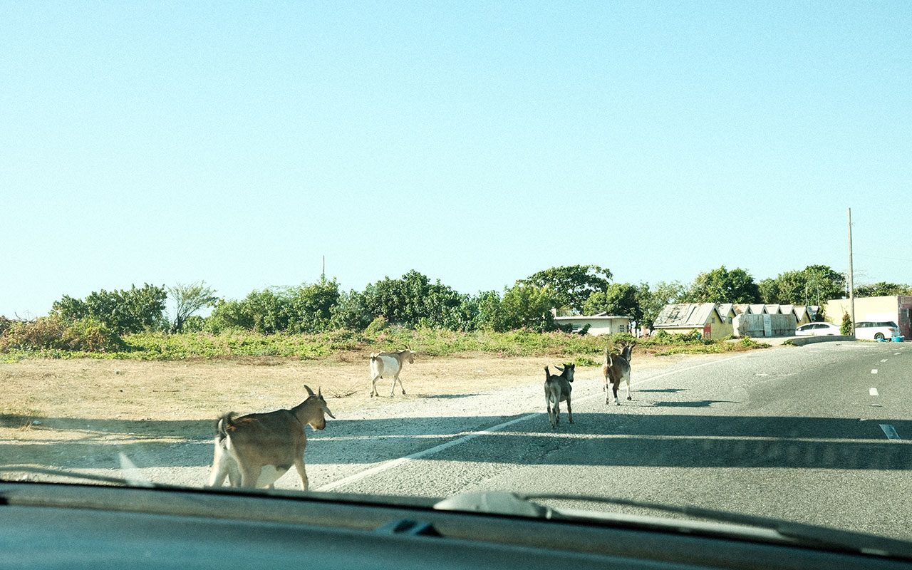 Photo taken from the windshield inside of a car on a paved road of four goats walking in the bike lane of the road. 