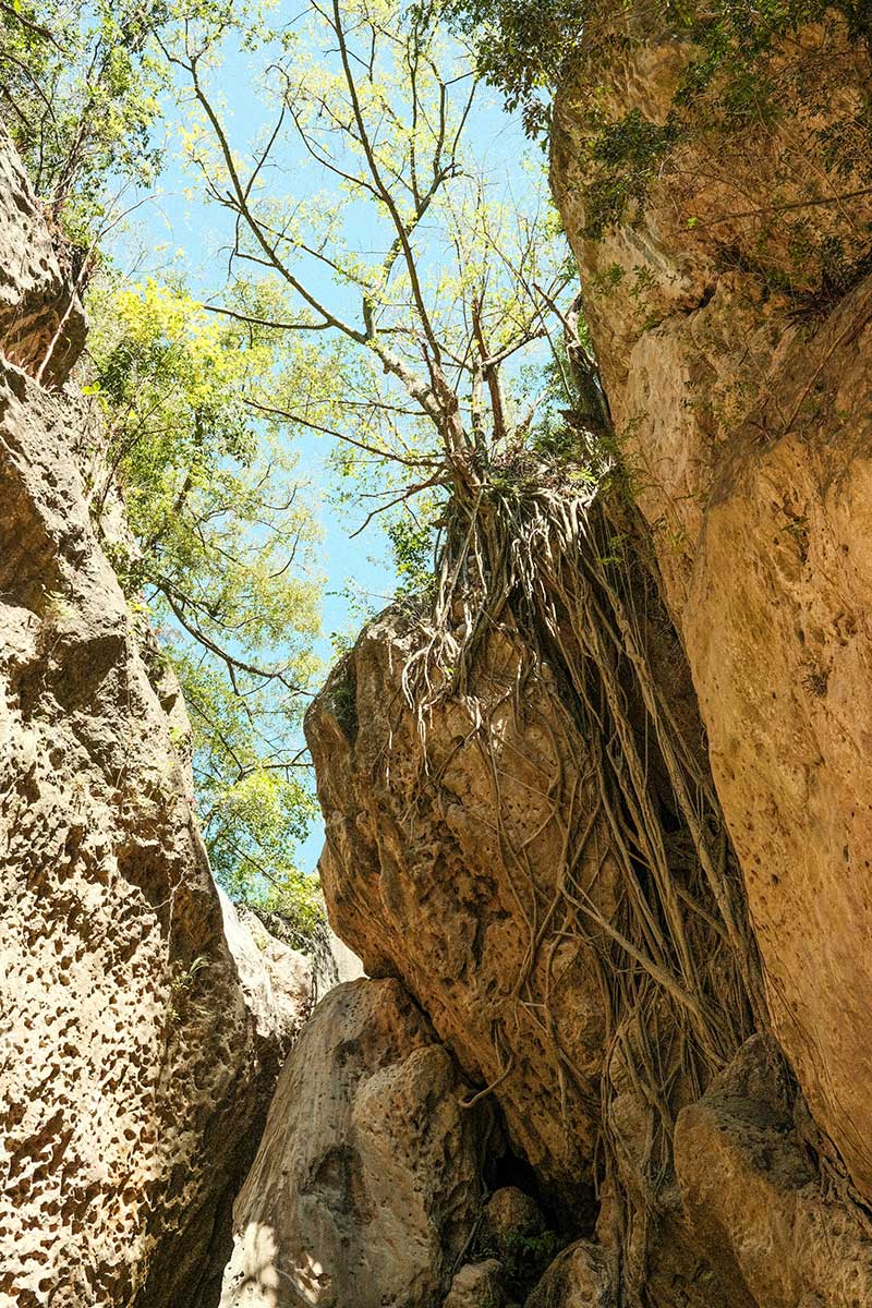 Photo taken from the inside of a small slot in a bunch of sand colored rocks. The green trees and blue sky are visible throughout the slot above. There is a tree with extremely long roots that have grown into the rock below.