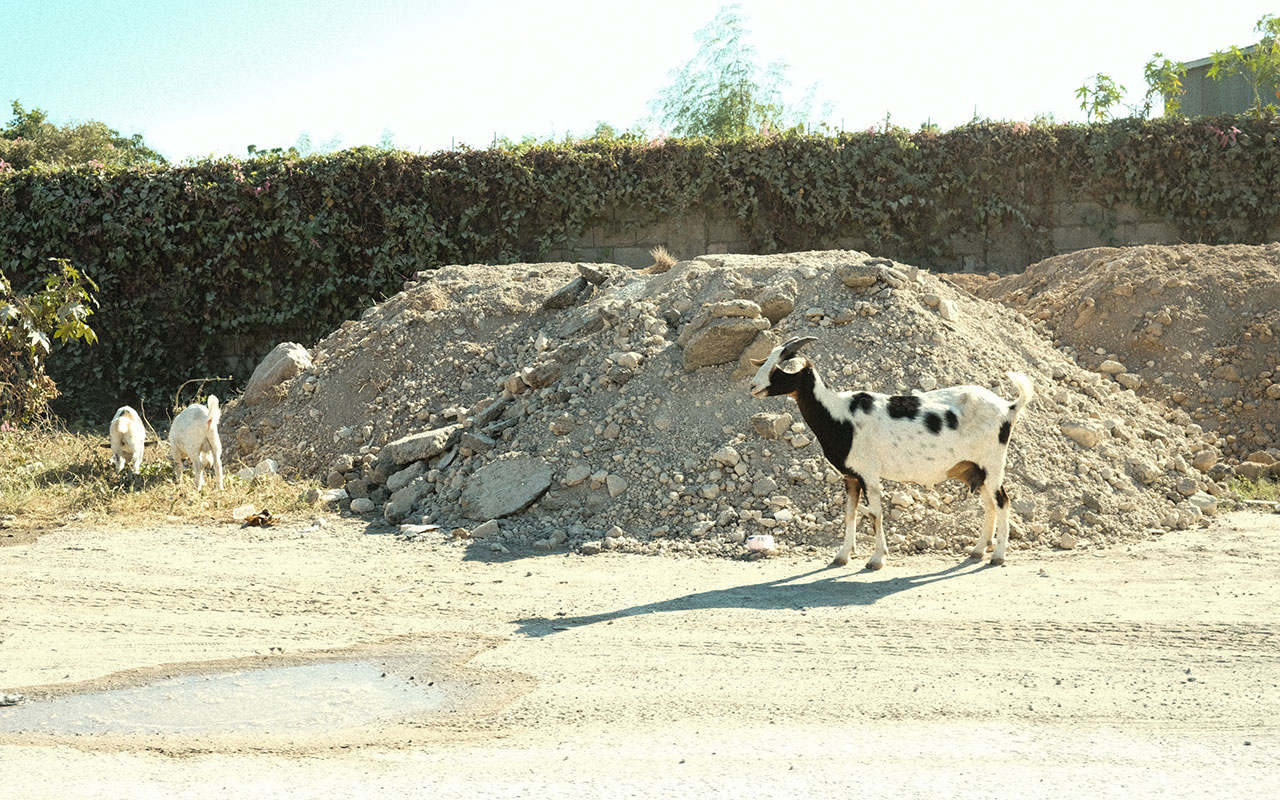 Phot taken of two white goats and one black and white speckled goat on the side of a dirt road in front of an ivy covered wall and a pile of rubble.